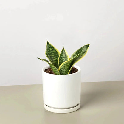 - image on Tampa Home & Garden Store