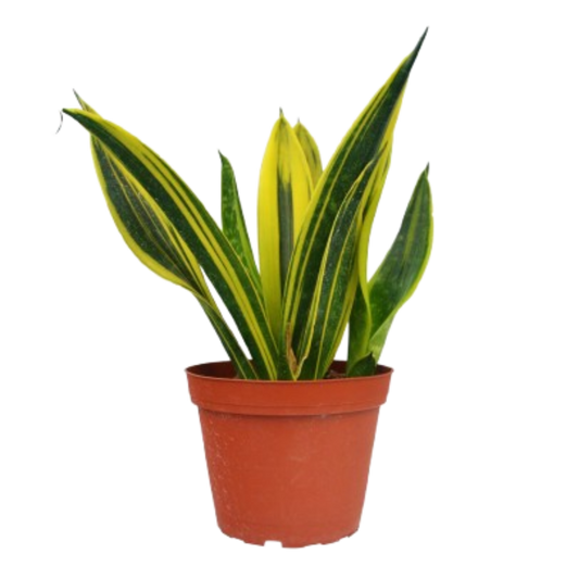 Snake Plant Gold Flame 6in in terracotta pot with yellow-edged green leaves on Tampa Home & Garden Store