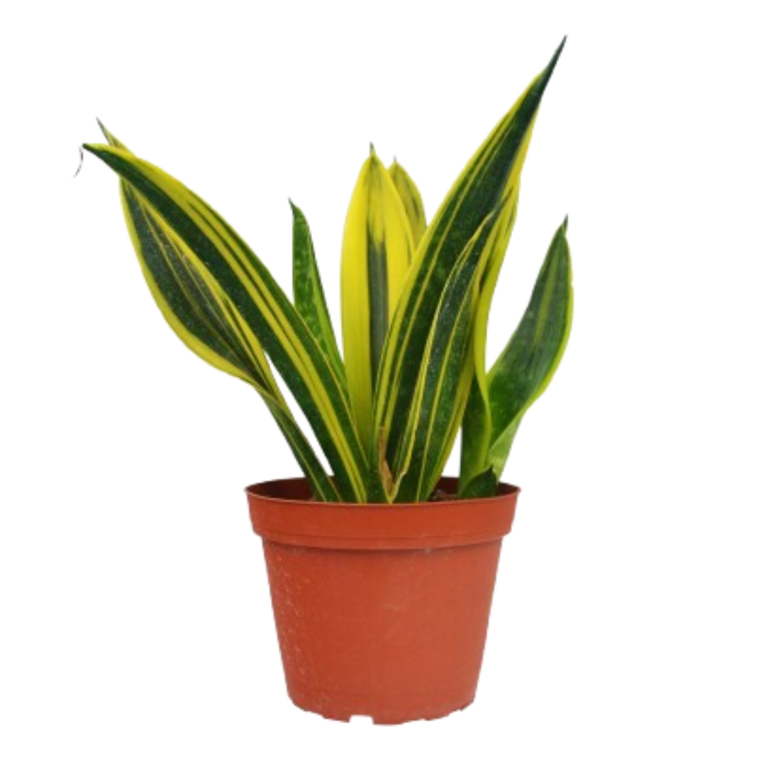 Snake Gold Flame 6in plant in terracotta pot with yellow-edged leaves Rooted Treasures Farms on Tampa Home & Garden Store