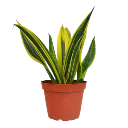 Snake Gold Flame 6in plant in terracotta pot with yellow-edged leaves Rooted Treasures Farms on Tampa Home & Garden Store