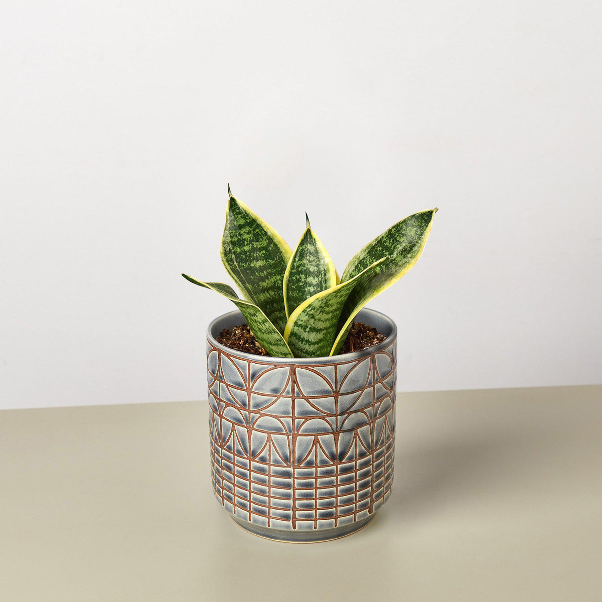 Snake Plant Laurentii Dwarf indoor plant with yellow-edged green leaves in a patterned pot on Tampa Home & Garden Store