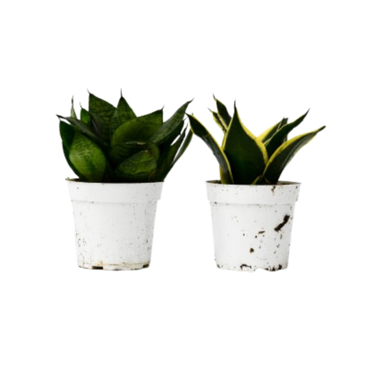 Snake Plant Variety Pack, 4-inch pots; two plants in white pots, one green, one yellow-edged on Tampa Home & Garden Store