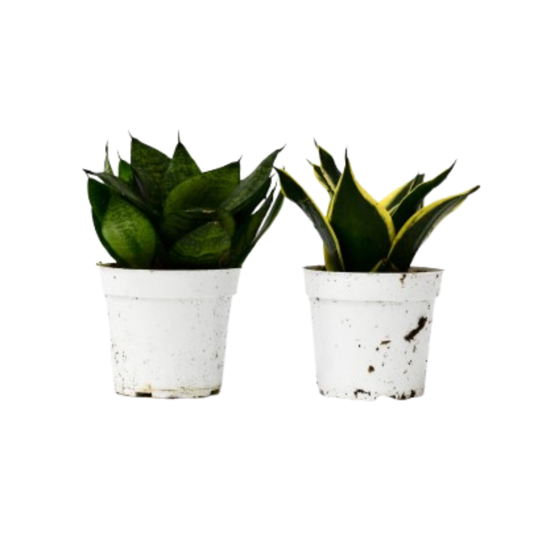 Snake Plant Variety Packs 4in Pot 2pk green and variegated sansevieria in white pots on Tampa Home & Garden Store