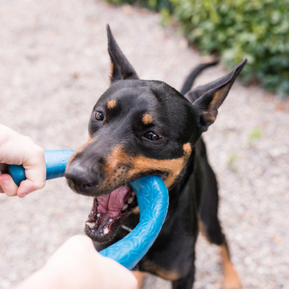 Snorkl Tug Toy for Moderate Chewers and Play