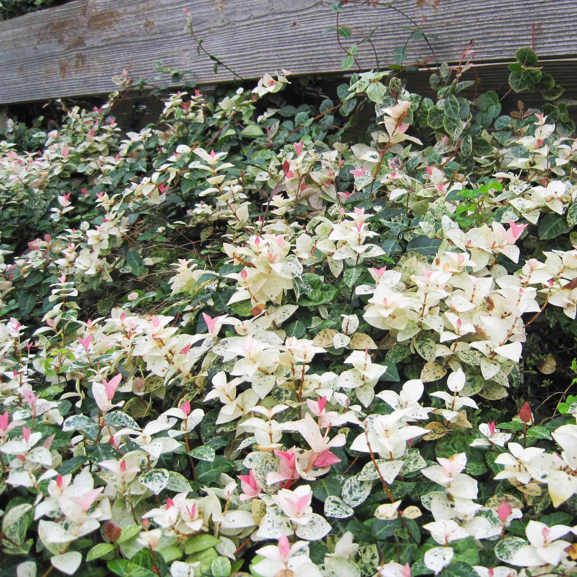 Snow-N-Summer Asiatic Jasmine plant with pink-cream variegated leaves and red stems on Tampa Home & Garden Store