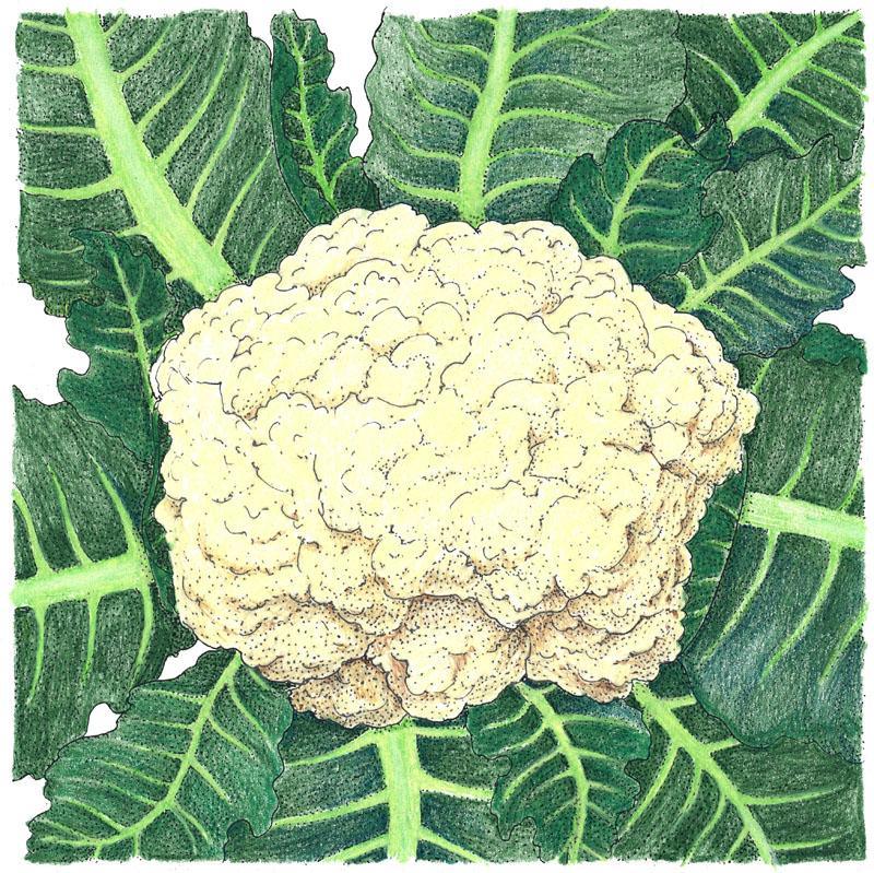 Snowball Cauliflower Seeds (Organic) - Tampa Home & Garden Store