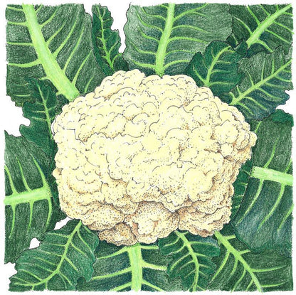 Snowball Cauliflower Seeds (Organic) - Tampa Home & Garden Store