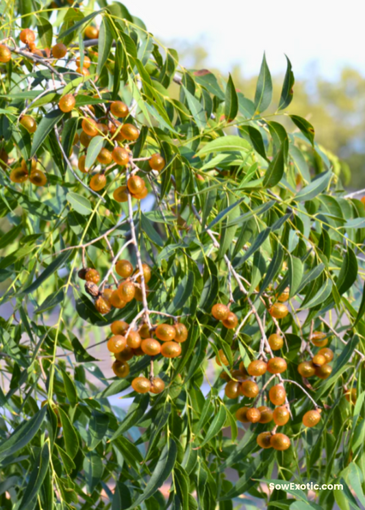Soapberry (Sapindus saponaria var. drummondii) - Tampa Home & Garden Store
