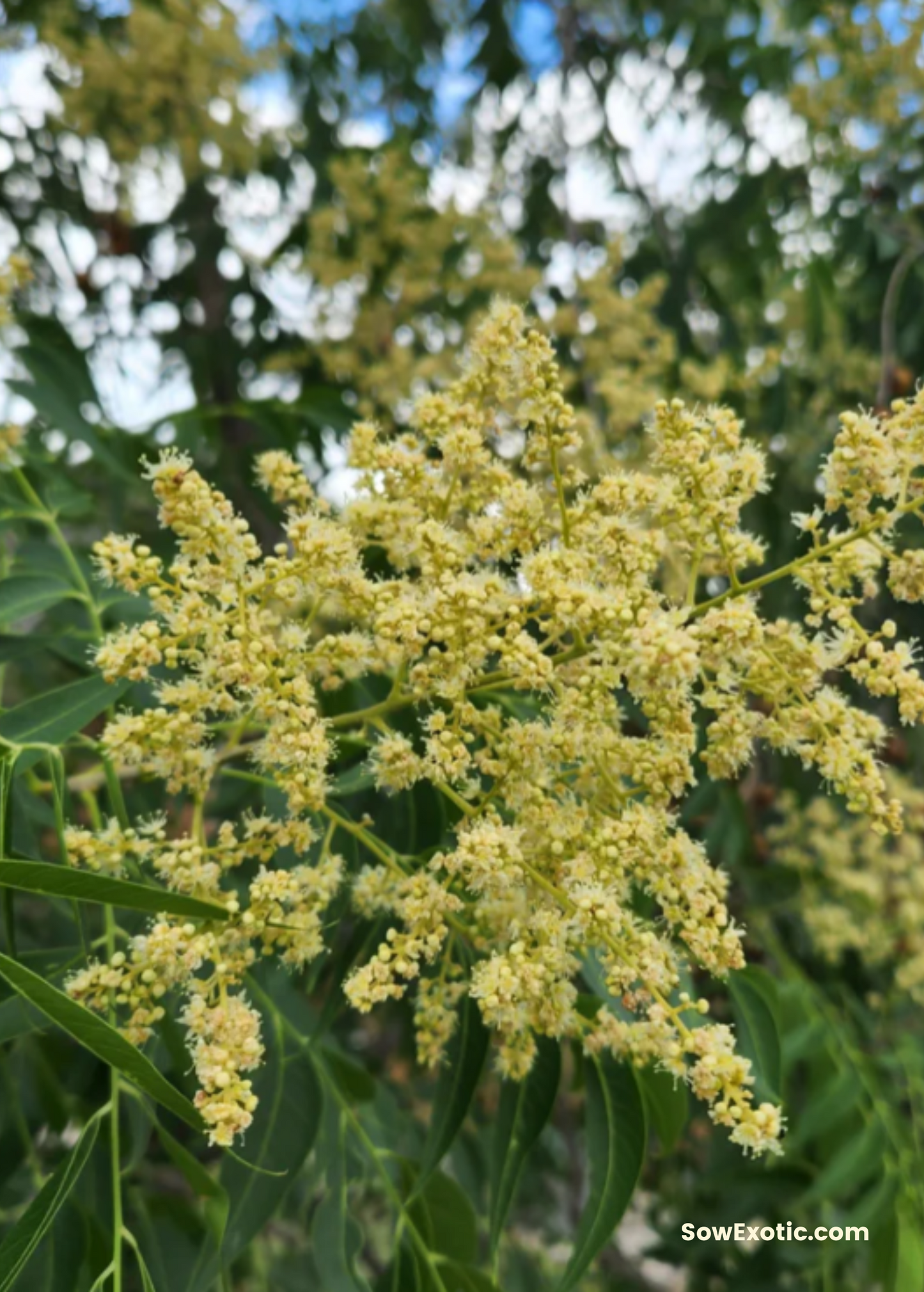 Soapberry (Sapindus saponaria var. drummondii) - Tampa Home & Garden Store