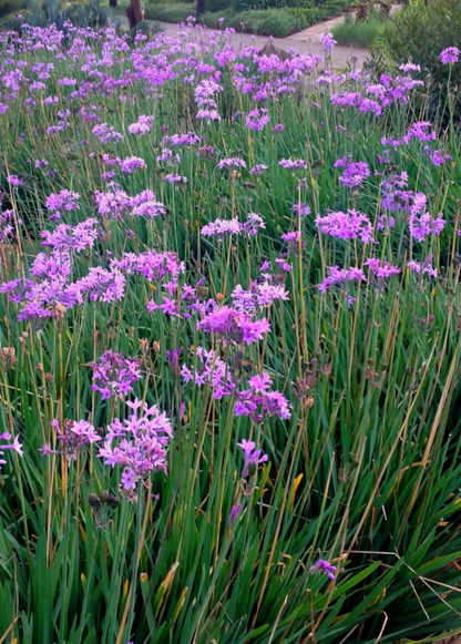 Society Garlic (Tulbaghia violacea) - Tampa Home & Garden Store