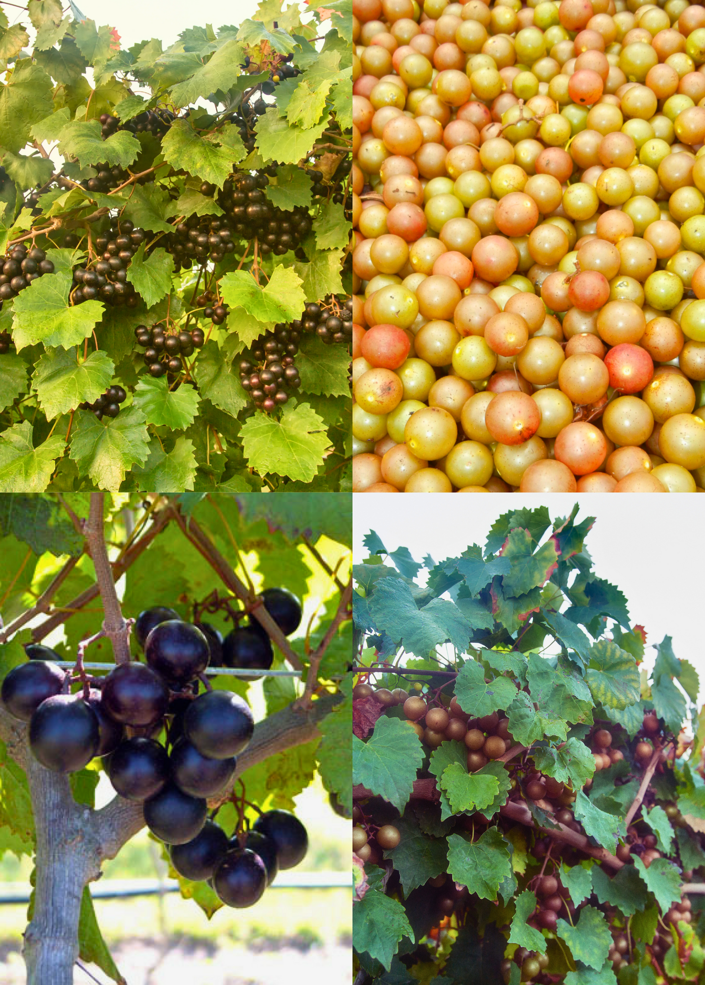Southern Muscadine Grape Plant Bundle: Carlos + Alachua +Southern Home'
