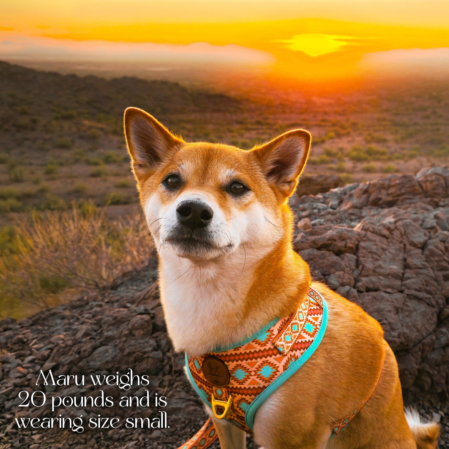 Southwest Spirit Harness - Tampa Home & Garden Store