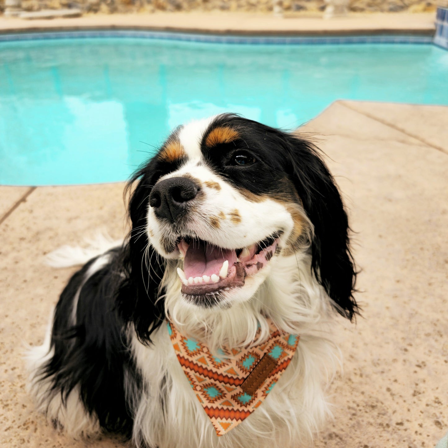 Southwest Spirit Cooling Bandana by WOLFDOGE in turquoise and orange print worn by dog on Tampa Home & Garden Store