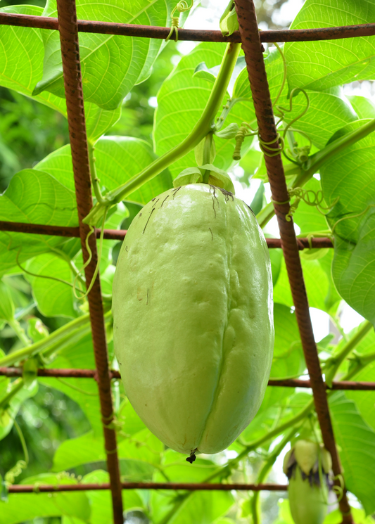 Giant Granadilla Plant (Passiflora quadrangularis L.)