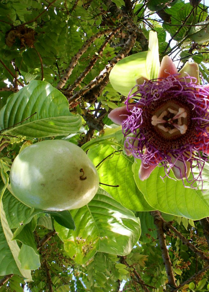 Giant Granadilla Plant (Passiflora quadrangularis L.)