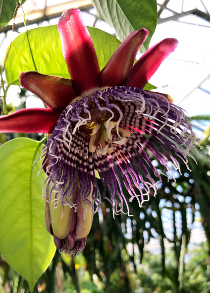 Giant Granadilla Plant (Passiflora quadrangularis L.)