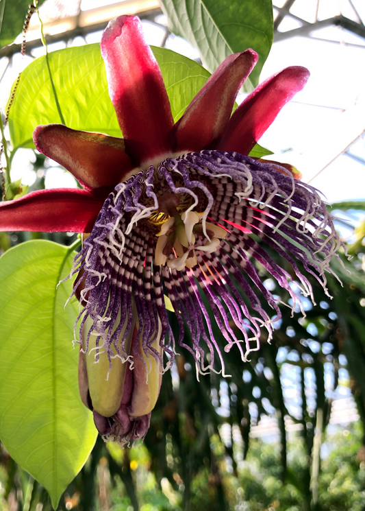 Giant Granadilla Plant (Passiflora quadrangularis L.)