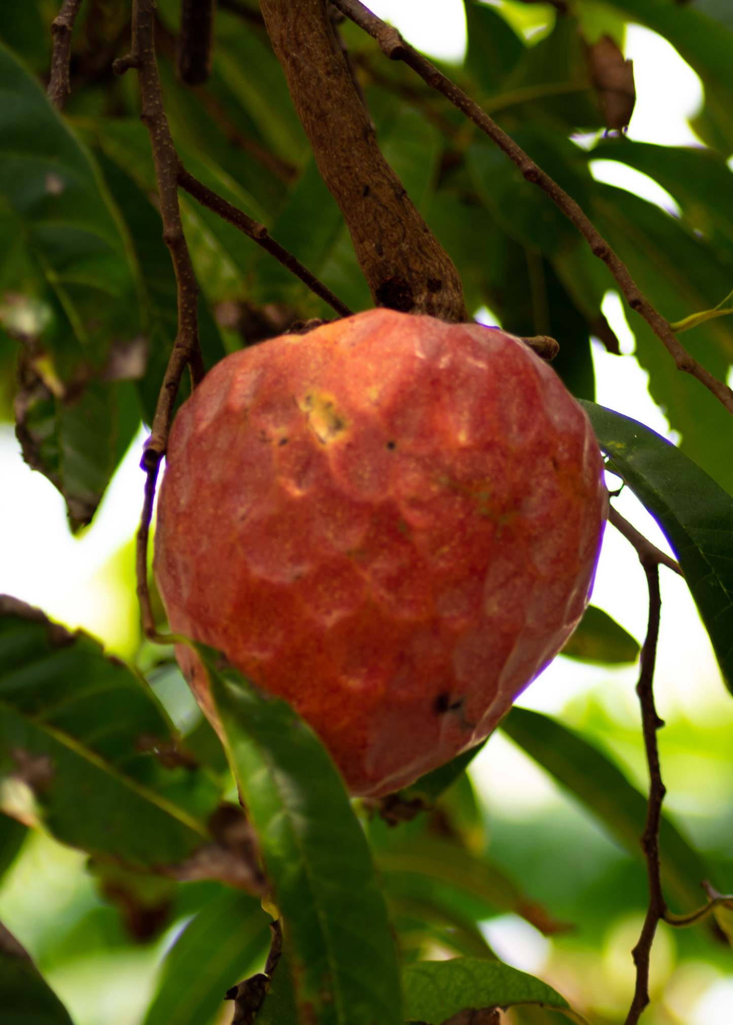 Custard Apple Seedling, Red (Annona reticulata)
