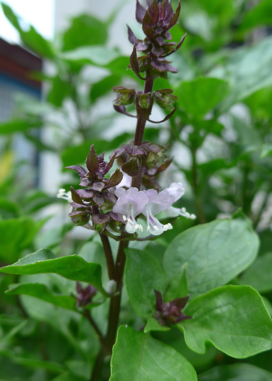 Thai Basil herb plant Sow Exotic with purple stems and white flowering spikes on Tampa Home & Garden Store
