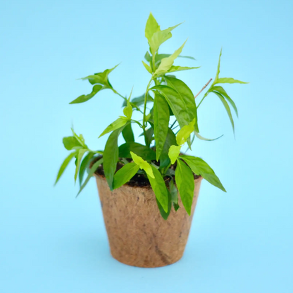Tilo Justicia pectoralis herb plant in pot with green leaves Sow Exotic on Tampa Home & Garden Store