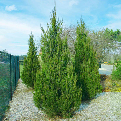 Spartan Juniper plant, tall evergreen shrub with dense green needles forming a natural hedge on Tampa Home & Garden Store