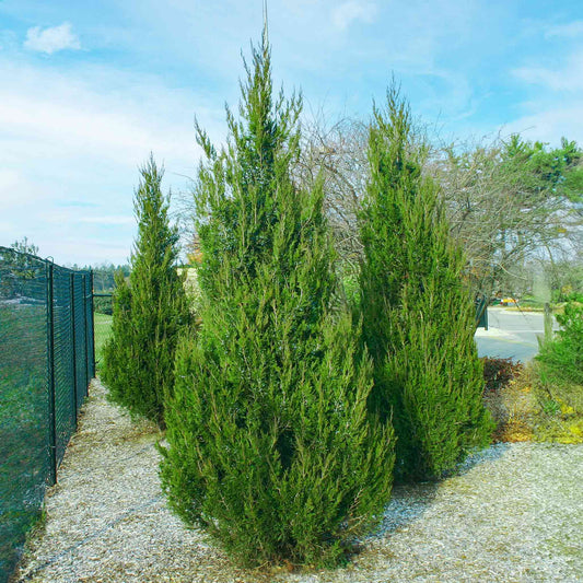 Spartan Juniper plant, tall evergreen shrub with dense green needles forming a natural hedge on Tampa Home & Garden Store