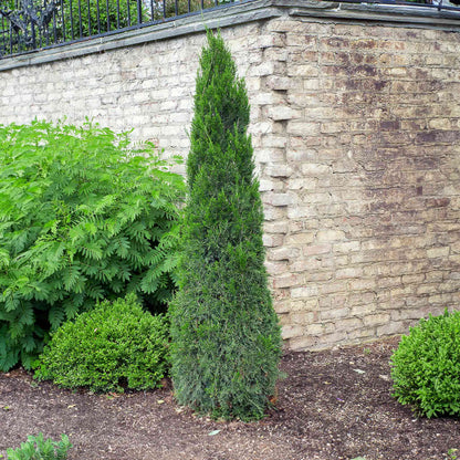 Spartan Juniper plant, tall evergreen conifer with dense dark green foliage beside a stone wall on Tampa Home & Garden Store