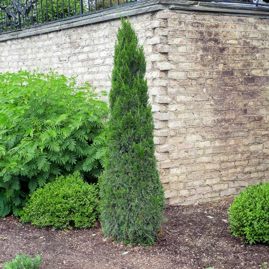 Spartan Juniper plant, tall evergreen conifer with dense dark green foliage beside a stone wall on Tampa Home & Garden Store