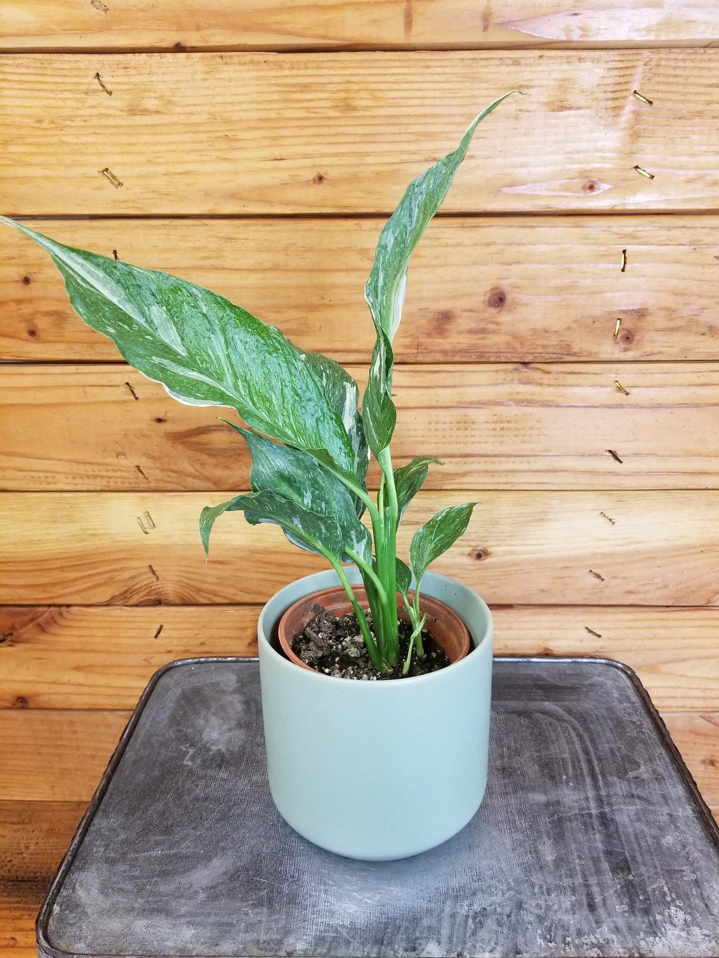 Spathiphyllum Domino, 4" Plant - Tampa Home & Garden Store