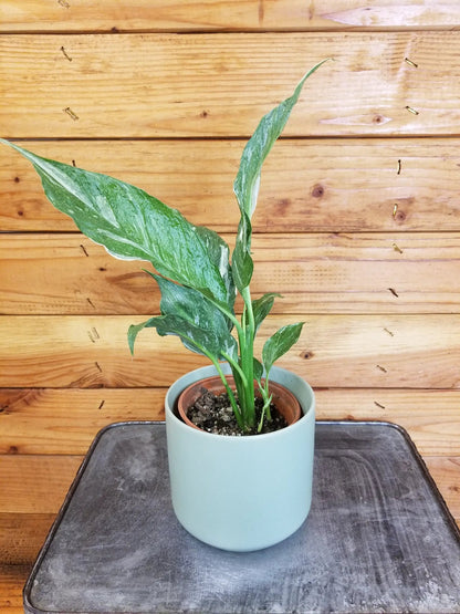Spathiphyllum Domino, 4" Plant - Tampa Home & Garden Store