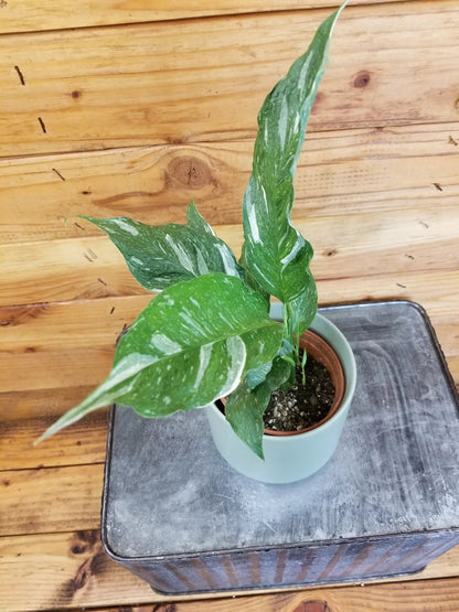Spathiphyllum Domino, 4" Plant - Tampa Home & Garden Store