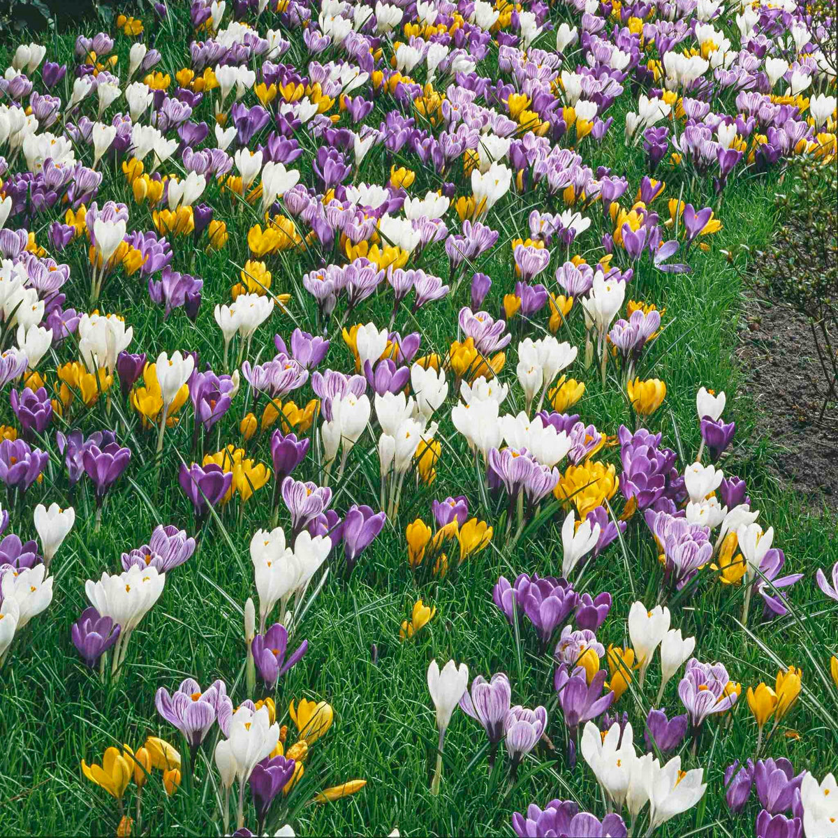 Species Crocus Mix plant with purple white and yellow blooms in a grassy field on Tampa Home & Garden Store