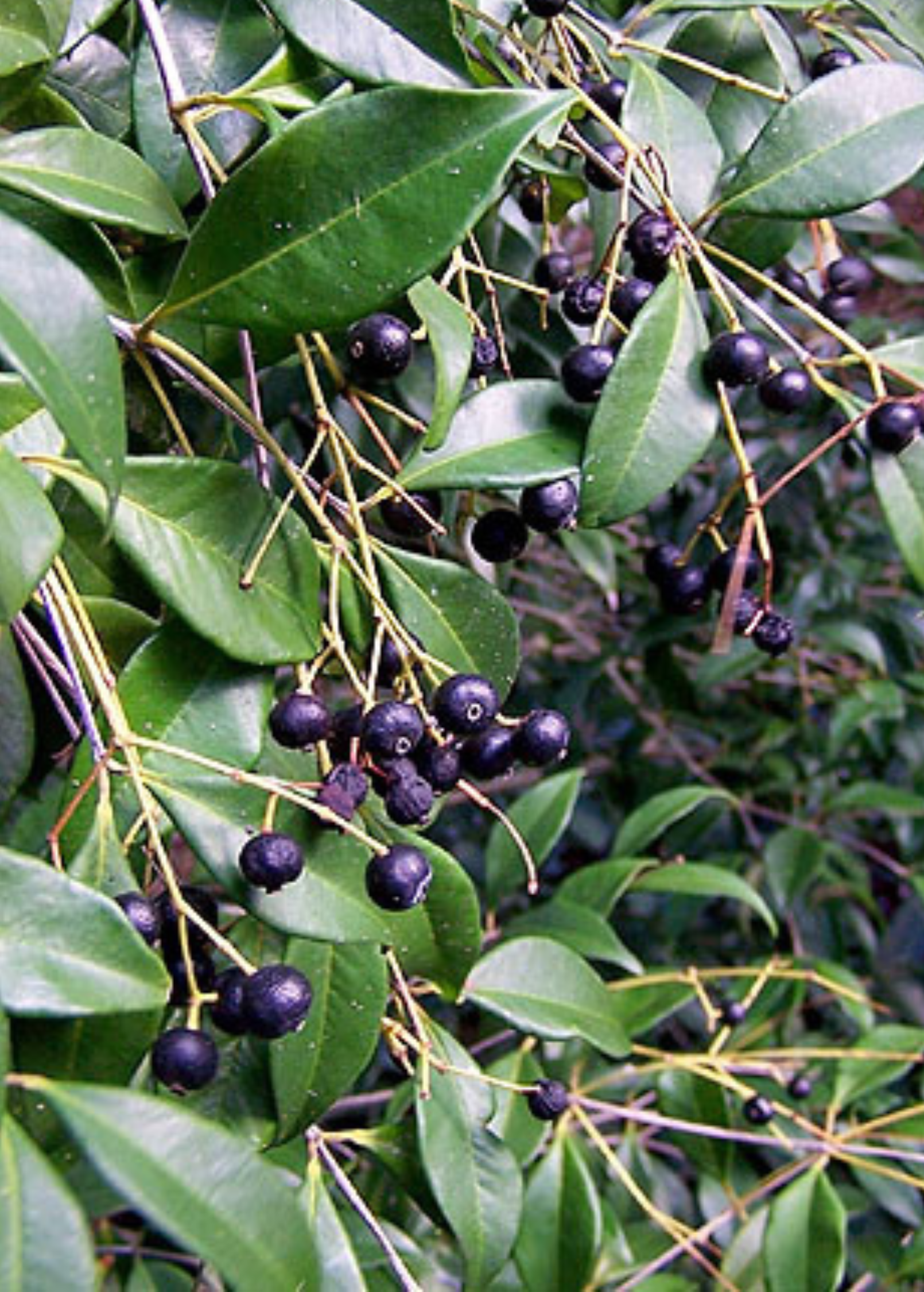 Spice Wood (Myrcia neopallens, syn. Calyptranthes pallens) - Tampa Home & Garden Store