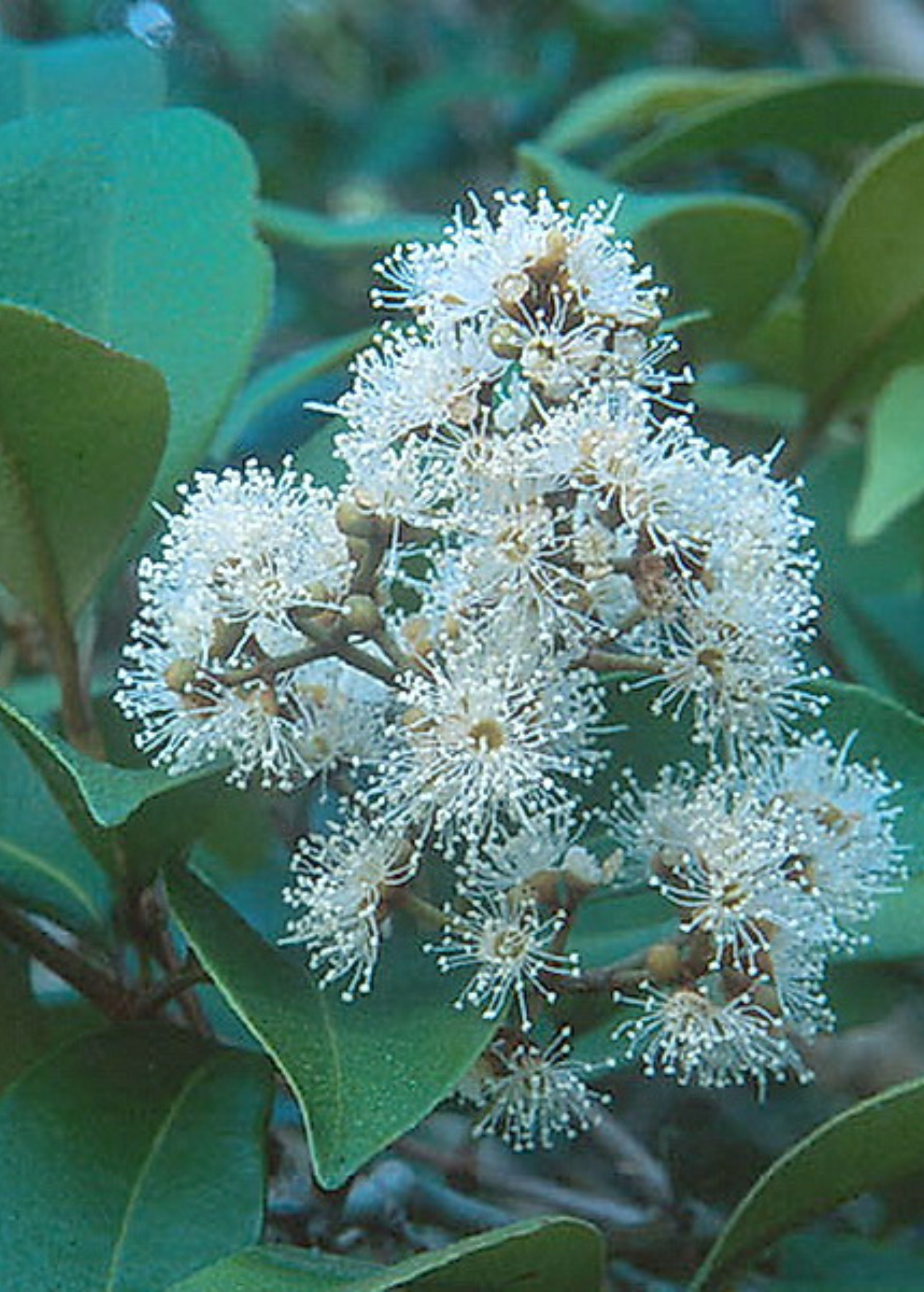 Spice Wood (Myrcia neopallens, syn. Calyptranthes pallens) - Tampa Home & Garden Store