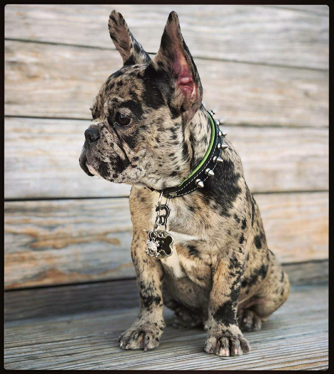 "Spiky" collar - Tampa Home & Garden Store