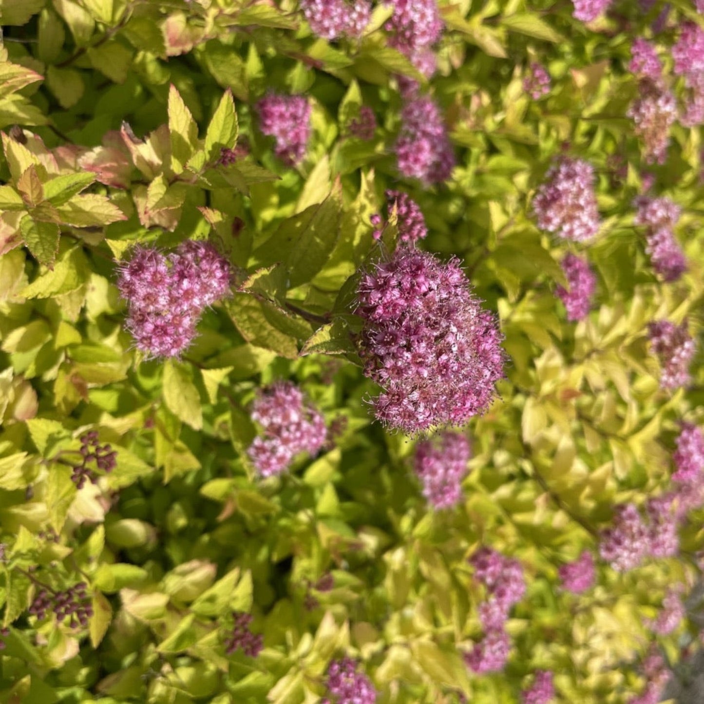 Pineapple Poprocks Spiraea shrub with lime-yellow variegated leaves and pink flower clusters on Tampa Home & Garden Store