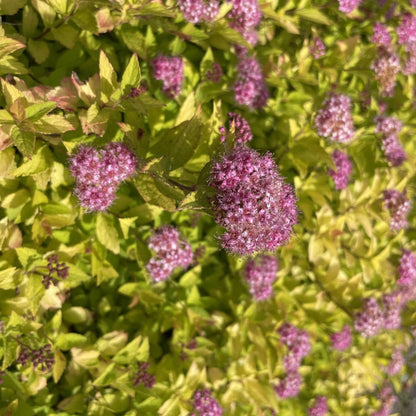 Pineapple Poprocks Spiraea shrub with lime-yellow variegated leaves and pink flower clusters on Tampa Home & Garden Store