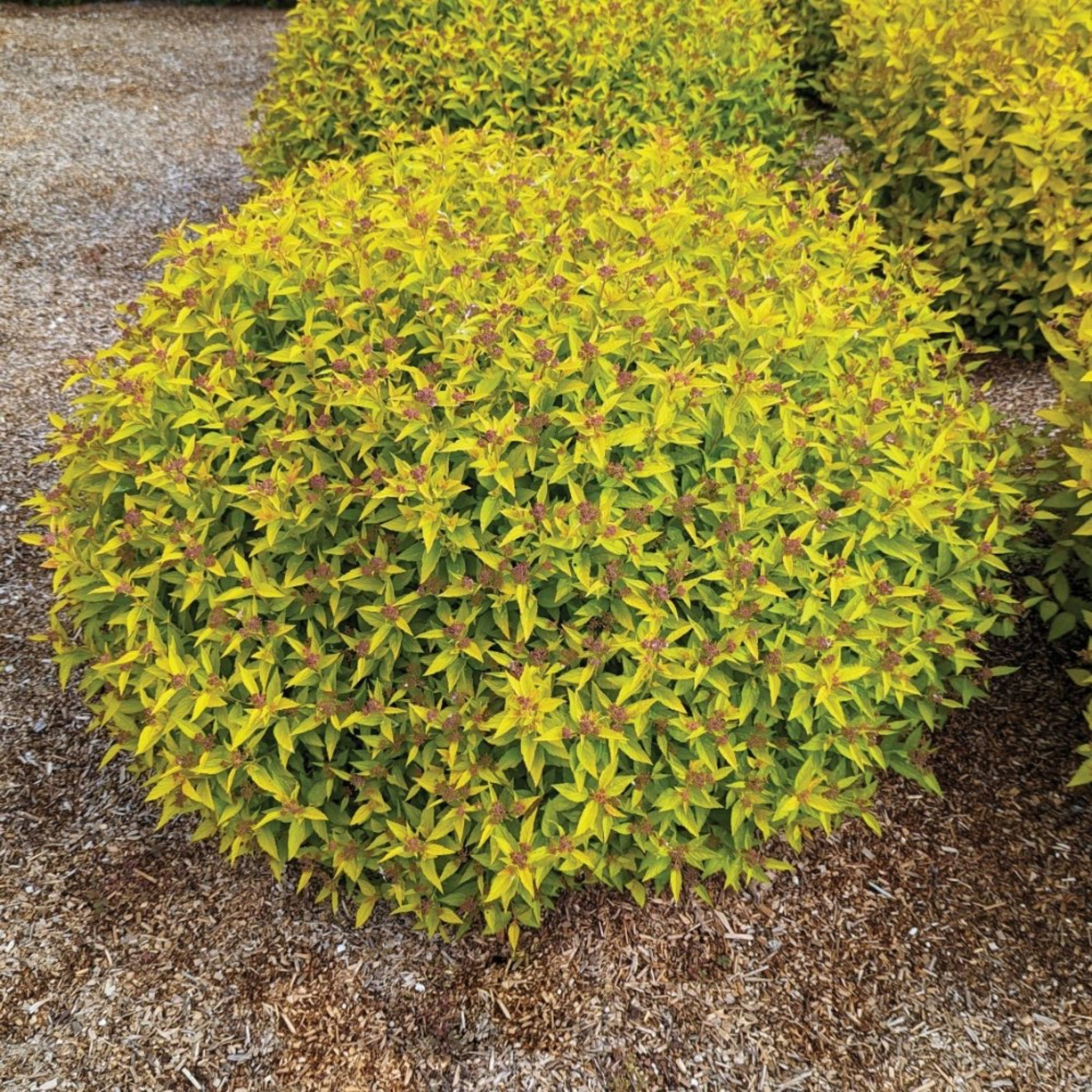 Pineapple Poprocks Spiraea shrub with bright yellow variegated leaves and small brown flower clusters on Tampa Home & Garden Store