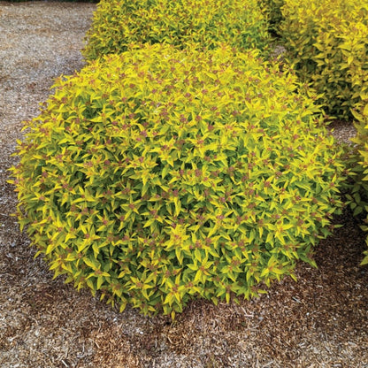 Pineapple Poprocks Spiraea shrub with bright yellow variegated leaves and small brown flower clusters on Tampa Home & Garden Store