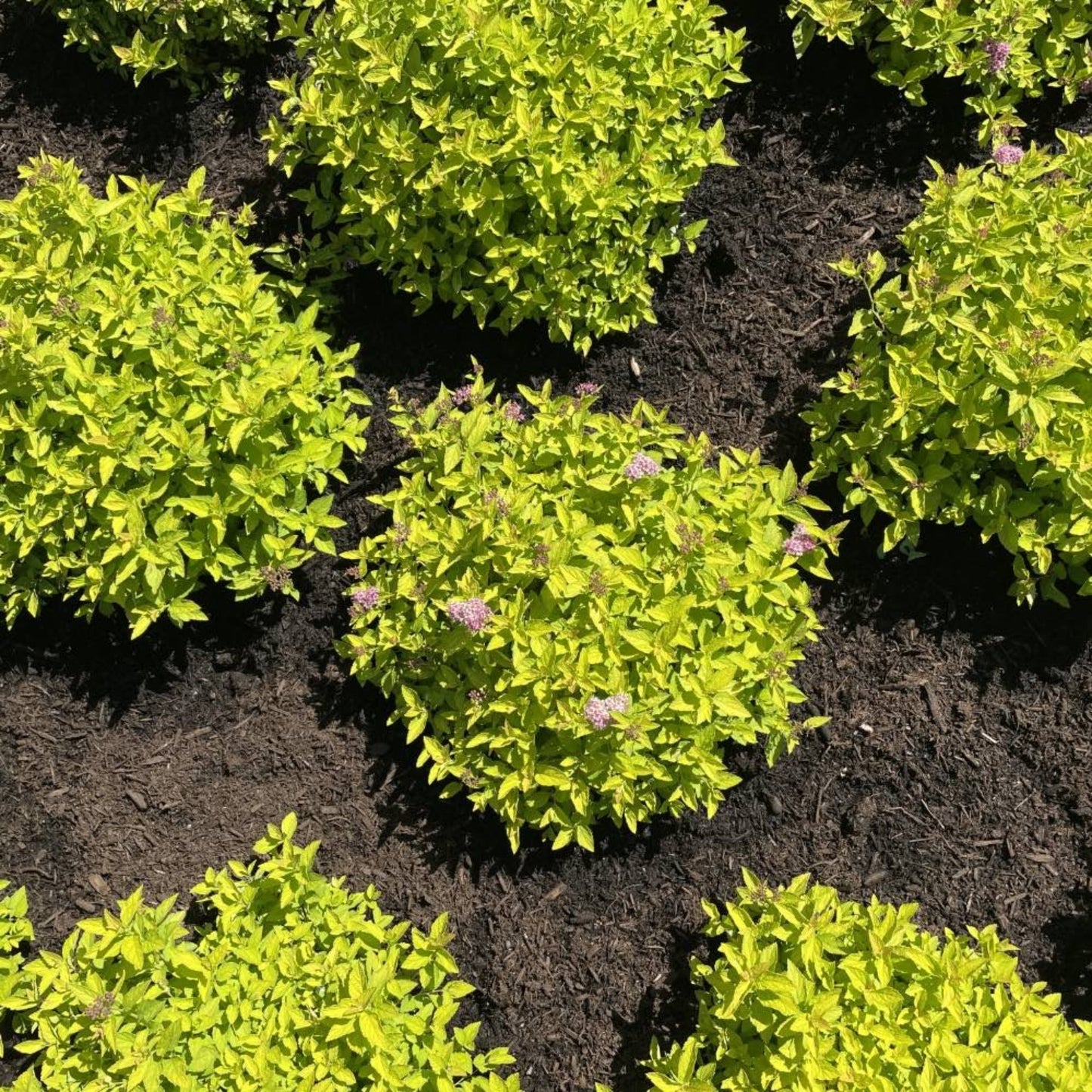 Pineapple Poprocks Spiraea plant with chartreuse foliage and flower clusters, compact shrub on Tampa Home & Garden Store