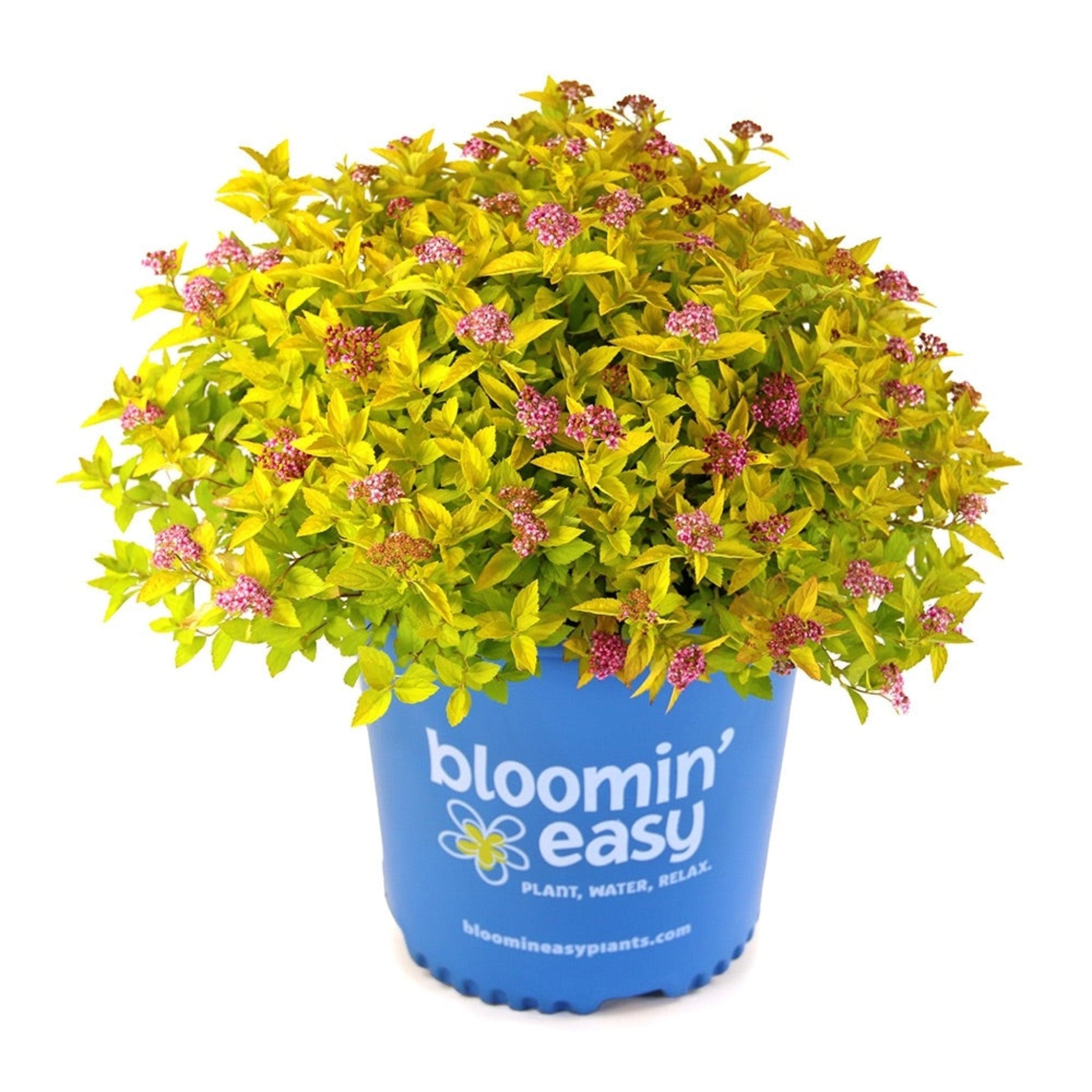 Pineapple Poprocks Spiraea plant in blue pot with yellow variegated foliage and pink blooms on Tampa Home & Garden Store