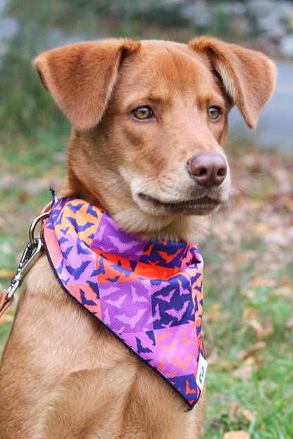 Spooky Bat Squares Dog Bandana - Tampa Home & Garden Store
