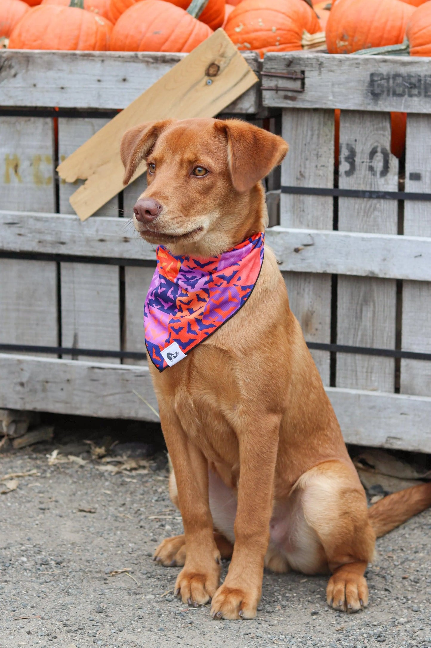Spooky Bat Squares Dog Bandana - Tampa Home & Garden Store