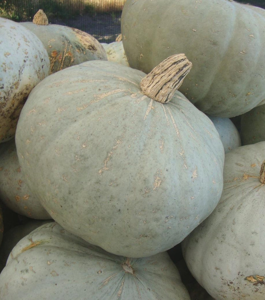 Sweet Meat Squash pale blue-green winter squash group from Seedtime Store on Tampa Home & Garden Store