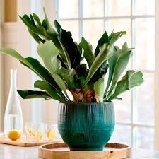 Staghorn Fern - Tampa Home & Garden Store