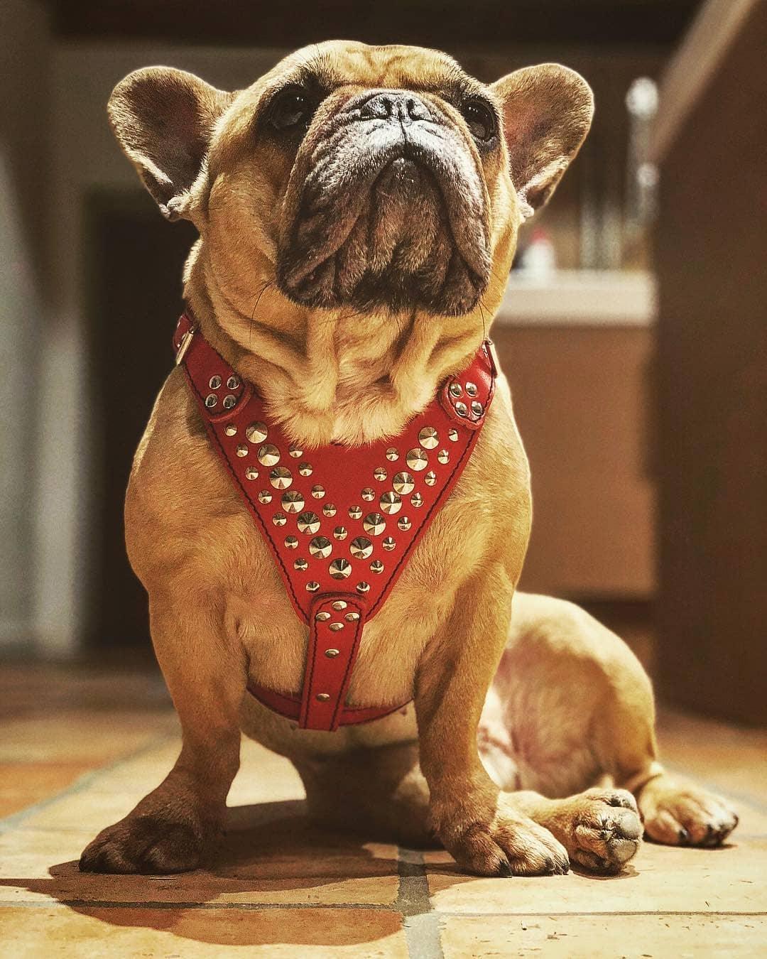 ''Star'' Harness Small to Medium size - Tampa Home & Garden Store