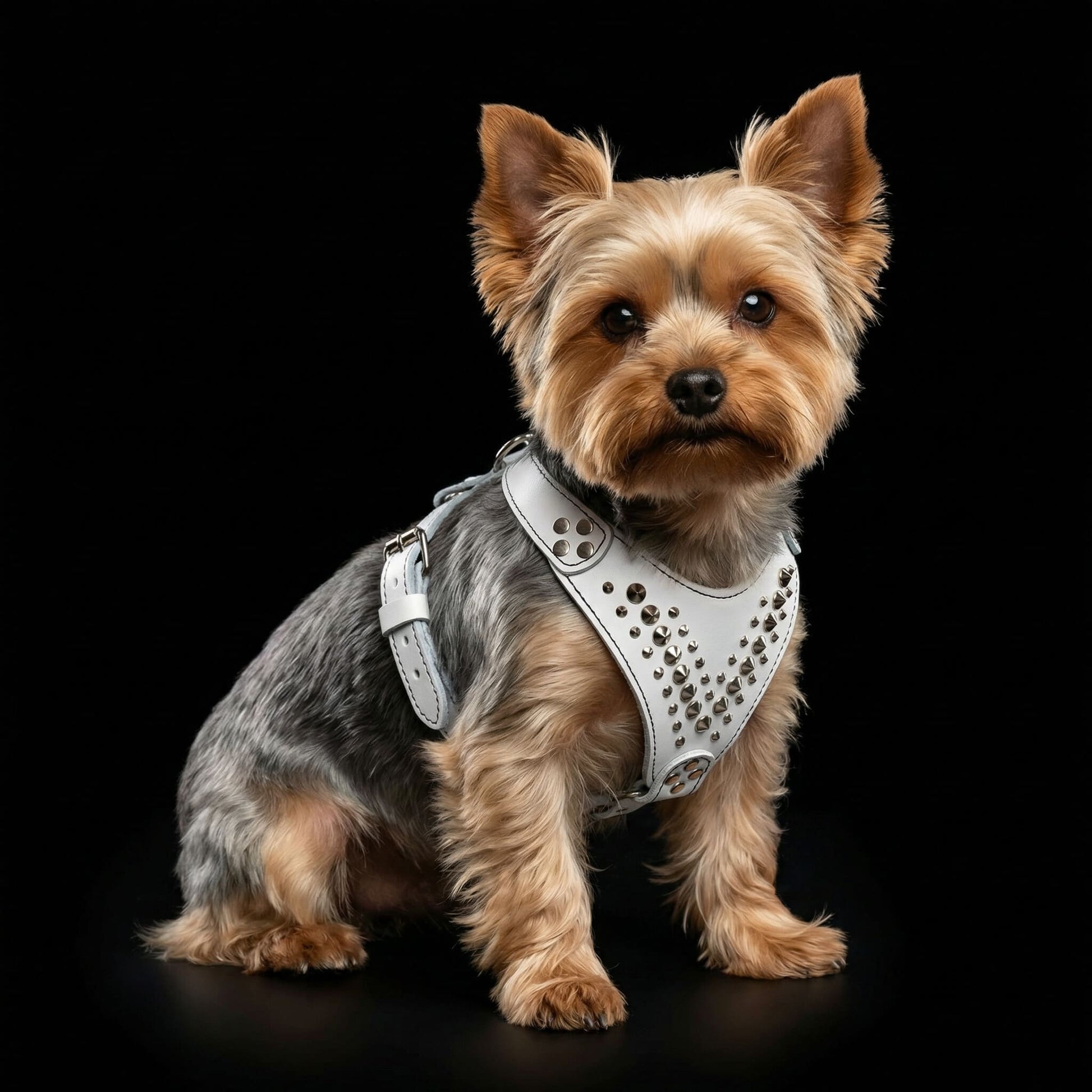 ''Star'' Harness Small to Medium size - Tampa Home & Garden Store
