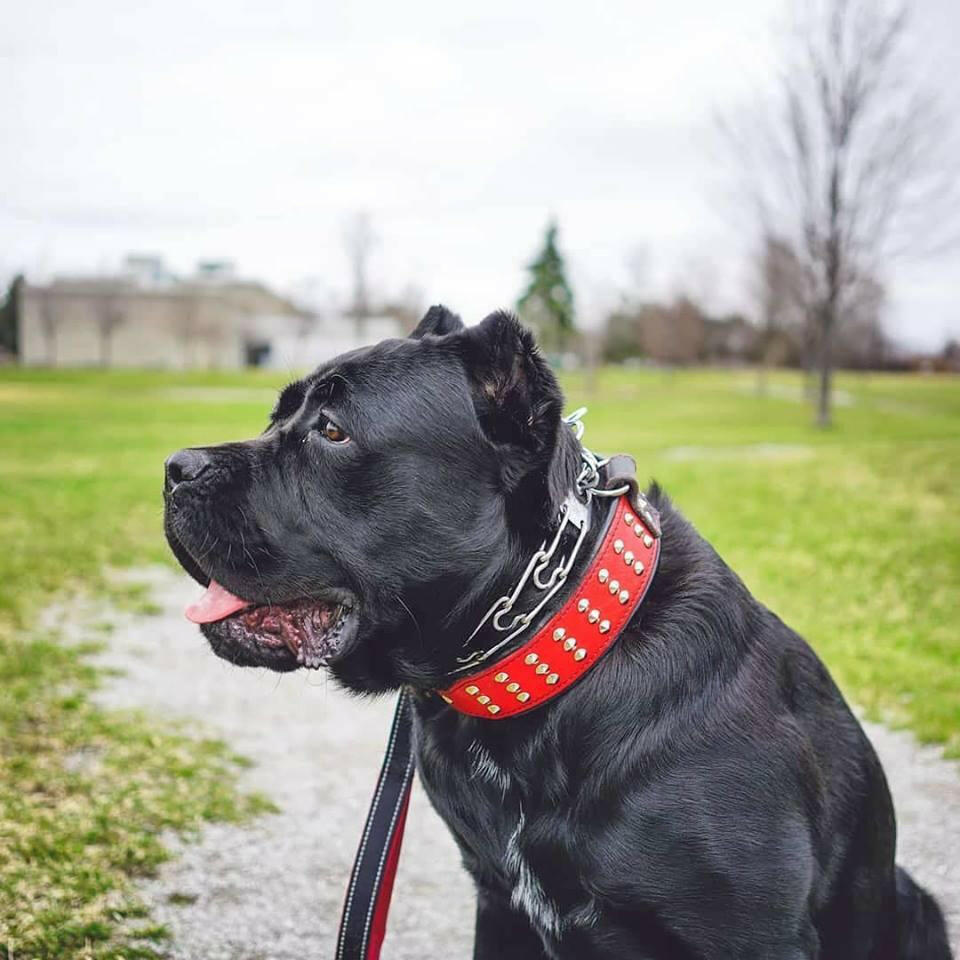 "Star" collar - Tampa Home & Garden Store
