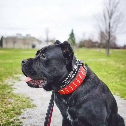 "Star" collar - Tampa Home & Garden Store
