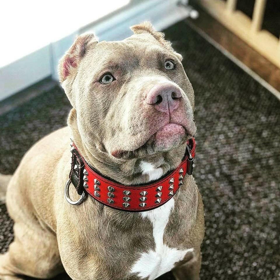 "Star" collar - Tampa Home & Garden Store